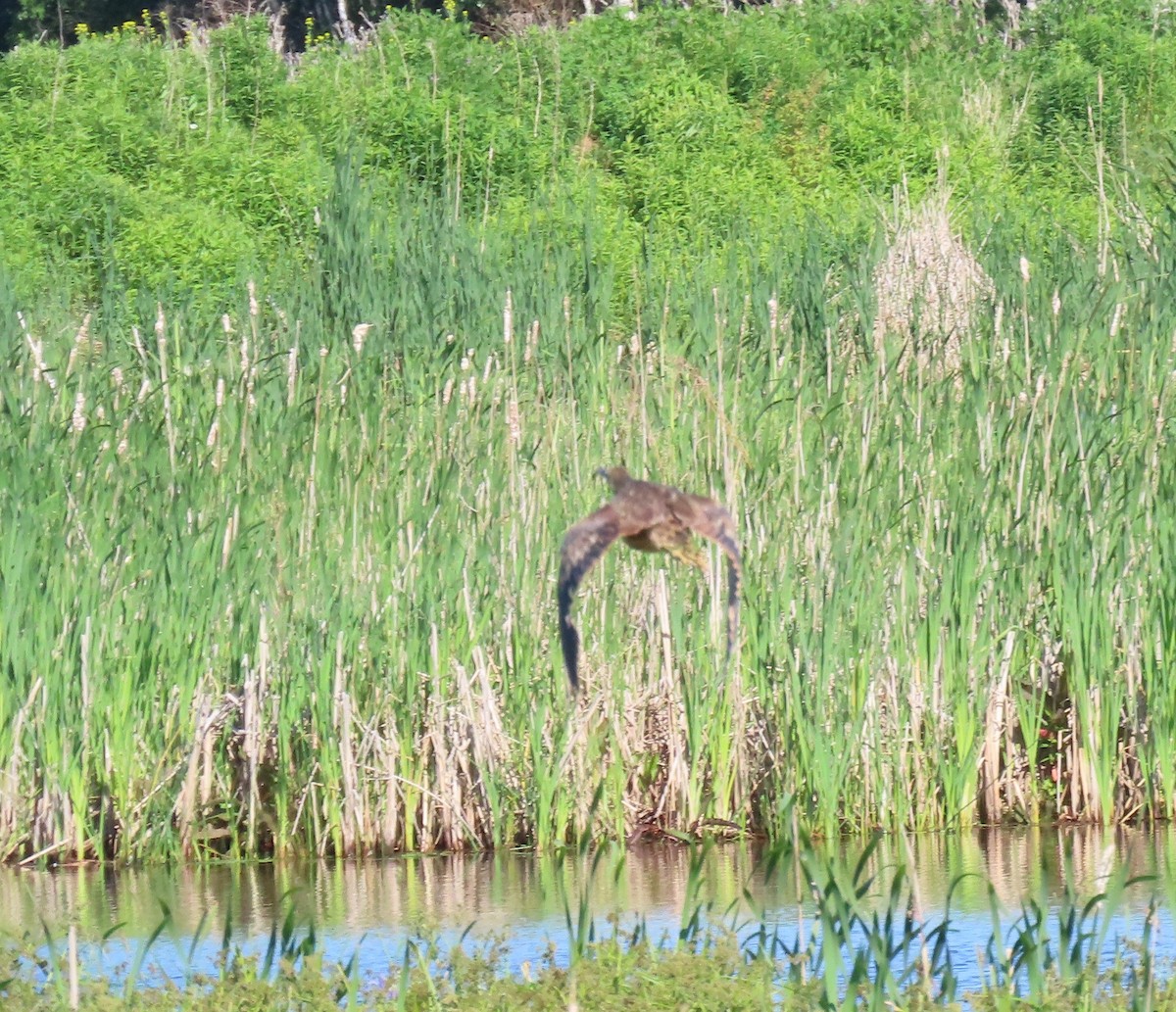 American Bittern - ML620515882