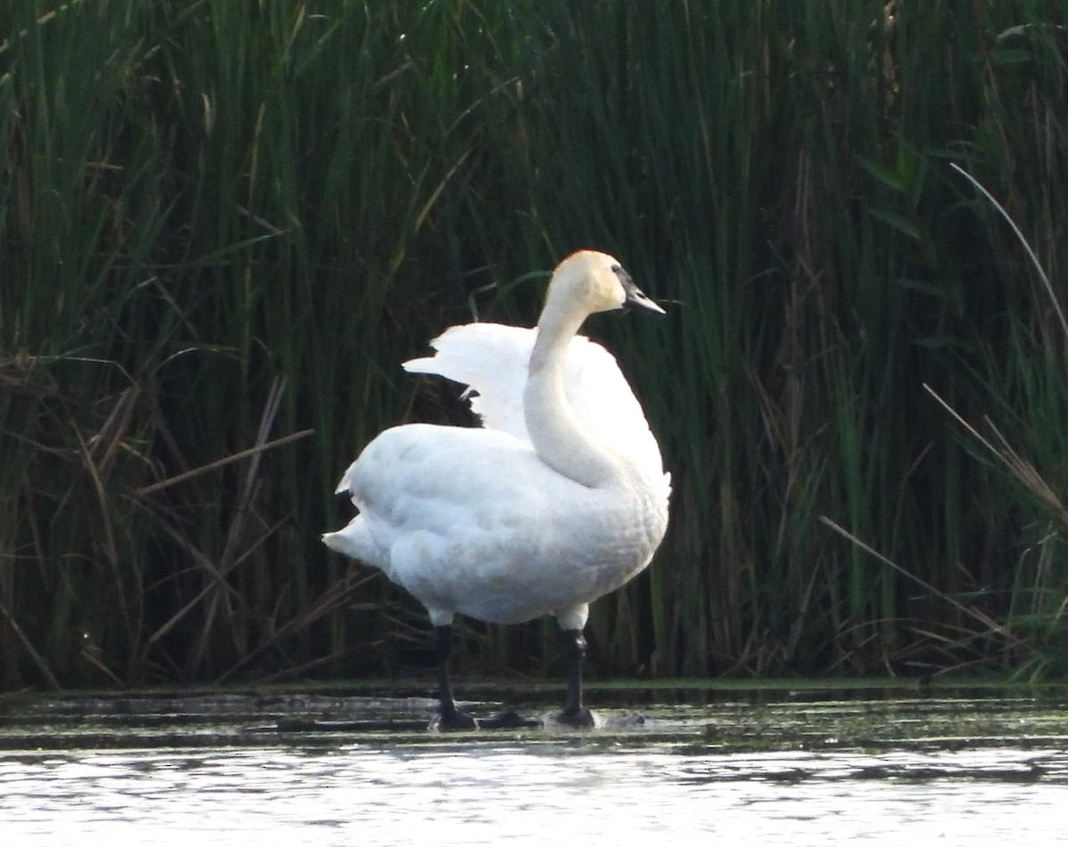 Trumpeter Swan - ML620515883