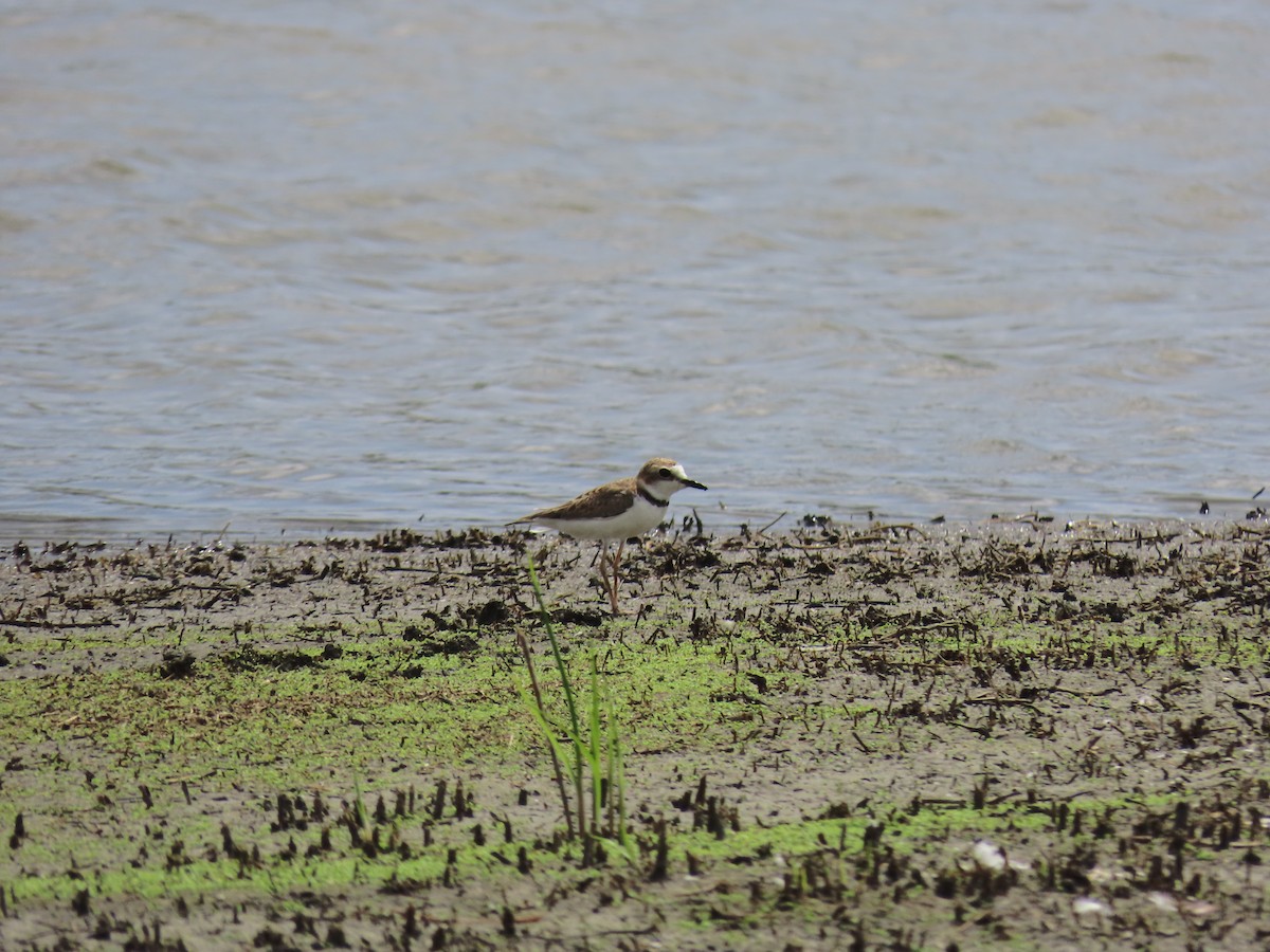 Collared Plover - ML620515884