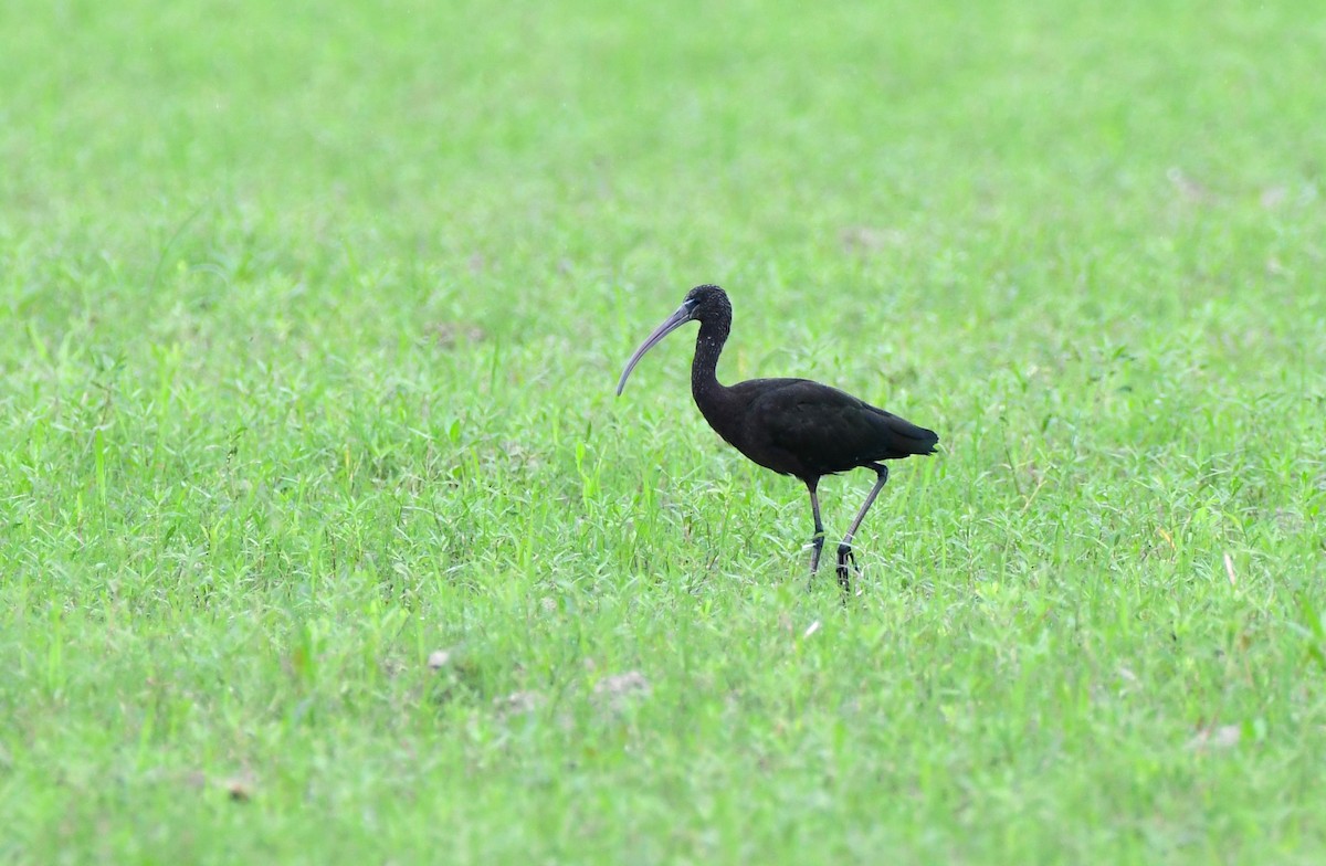 ibis hnědý - ML620515889