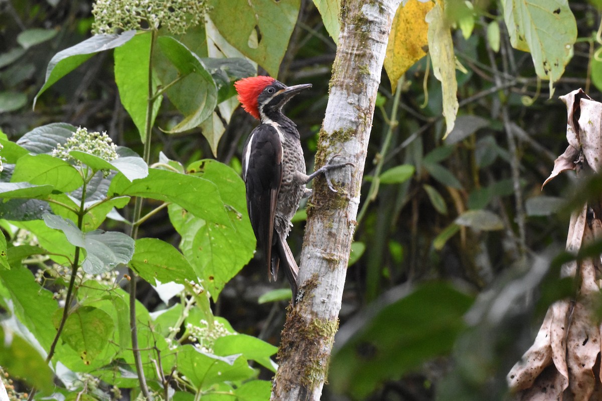 Lineated Woodpecker - ML620515892