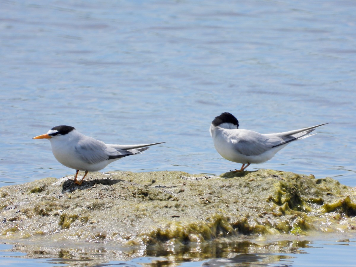 Least Tern - ML620515894