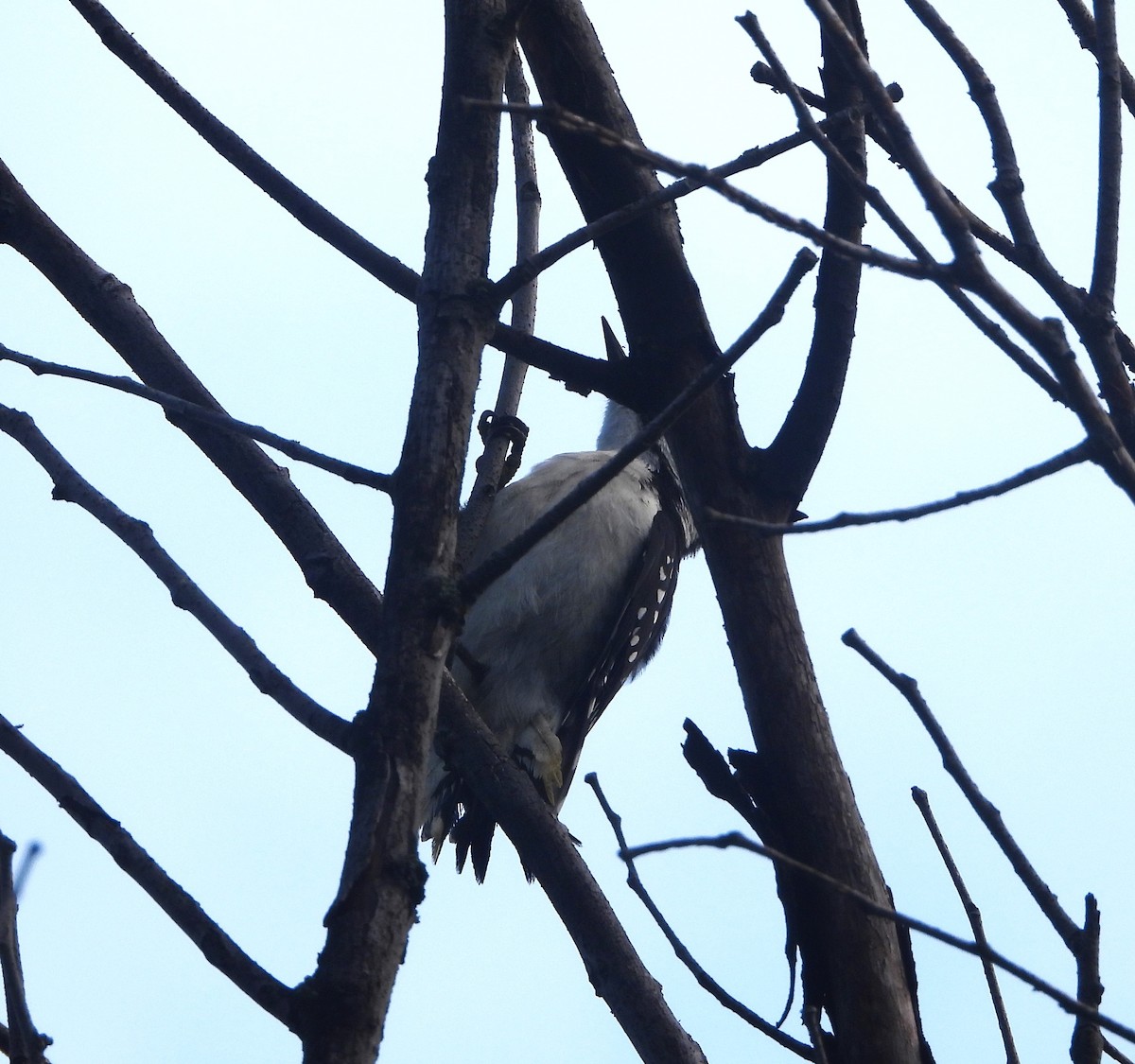 Hairy Woodpecker - ML620515895