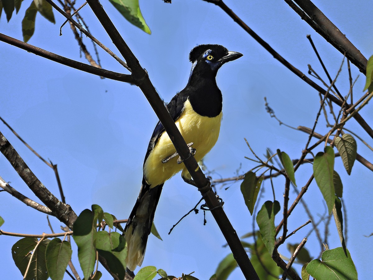 Plush-crested Jay - ML620515898