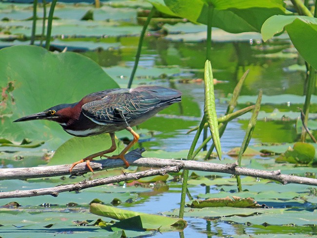 Green Heron - ML620515900