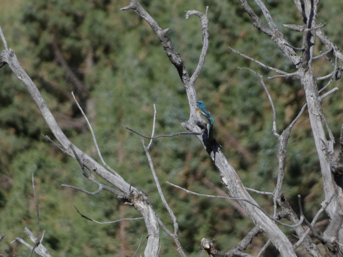 Lazuli Bunting - ML620515903