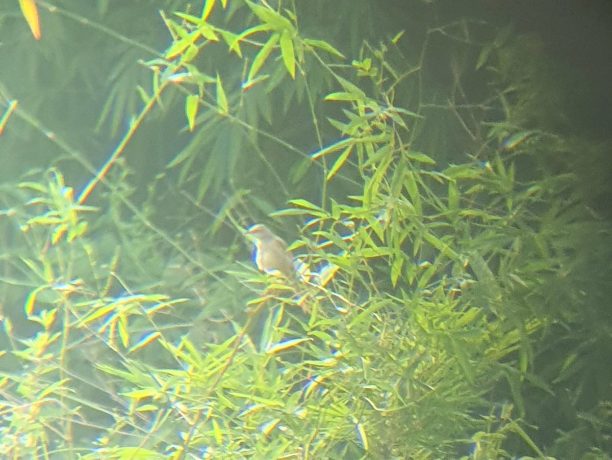 Striated Grassbird - Dan Pasion