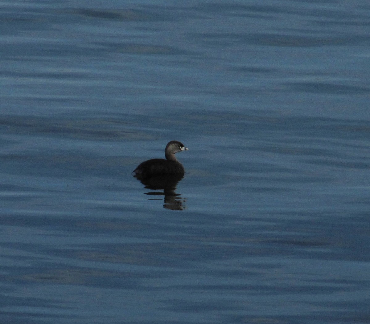 Pied-billed Grebe - ML620515909