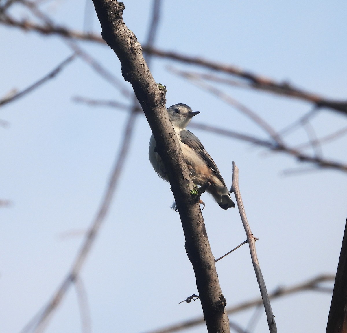 White-breasted Nuthatch - ML620515910