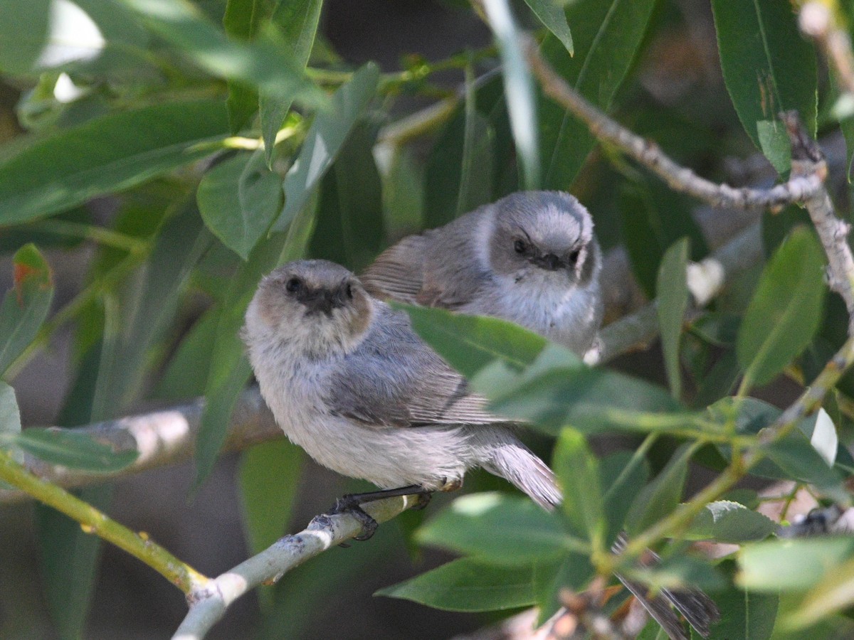 Bushtit - ML620515911