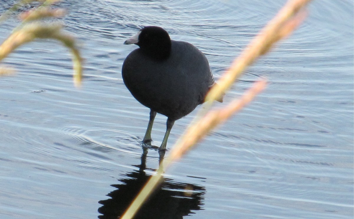 American Coot - ML620515912