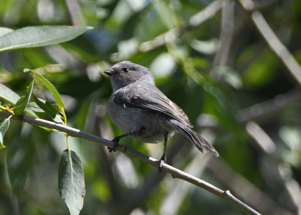 Bushtit - ML620515913