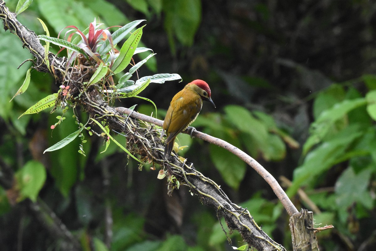 Golden-olive Woodpecker - ML620515915