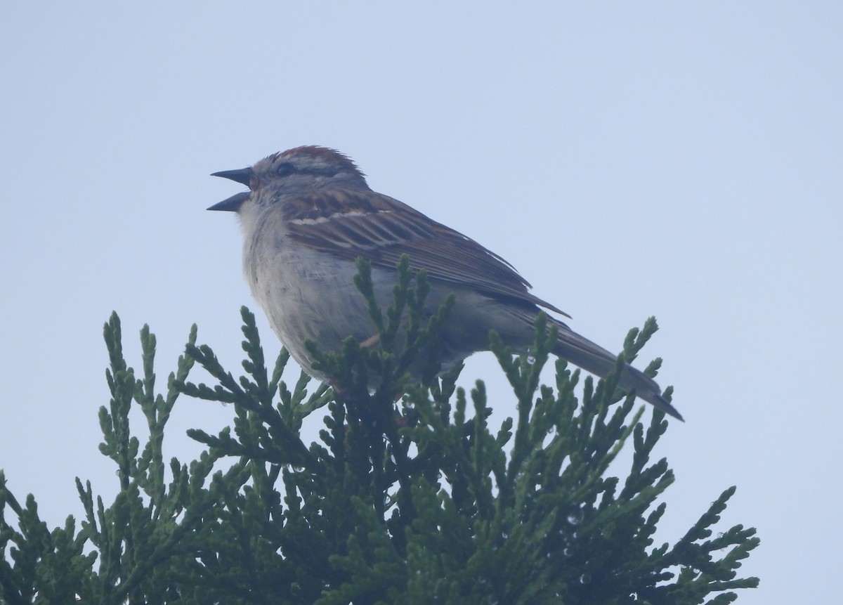 Chipping Sparrow - ML620515916