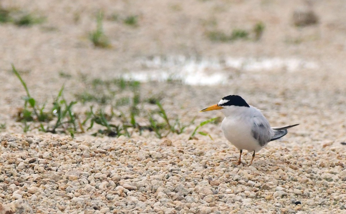 Least Tern - ML620515917