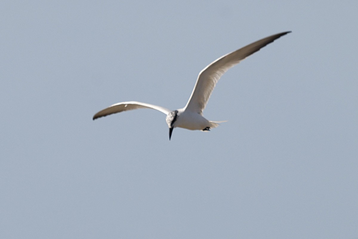 Australian Tern - ML620515918