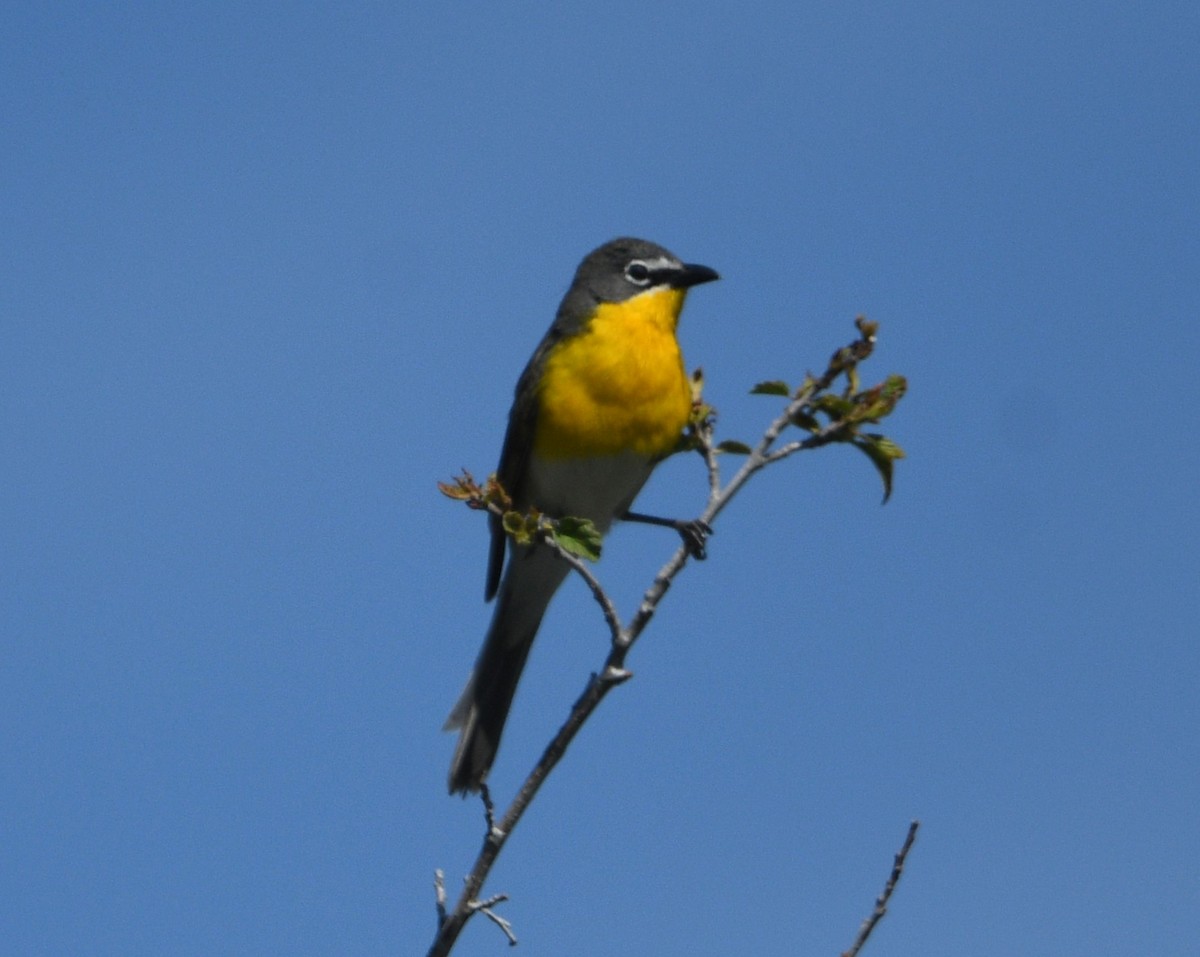 Yellow-breasted Chat - ML620515920