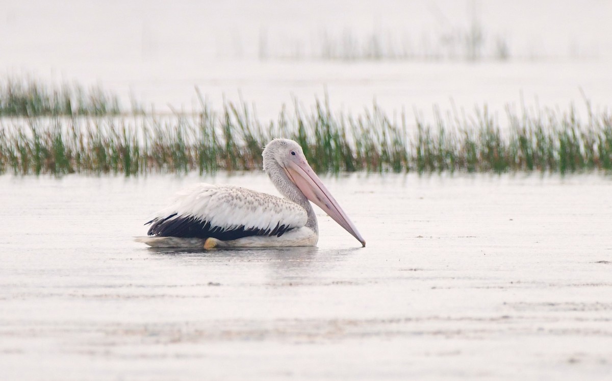 American White Pelican - ML620515921