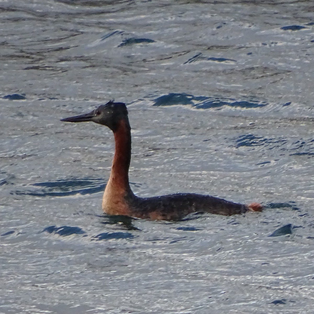 Great Grebe - ML620515922