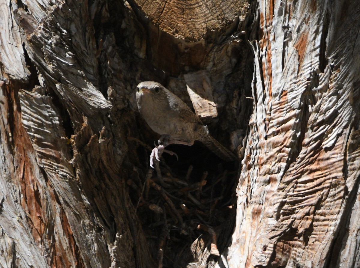 House Wren - ML620515923