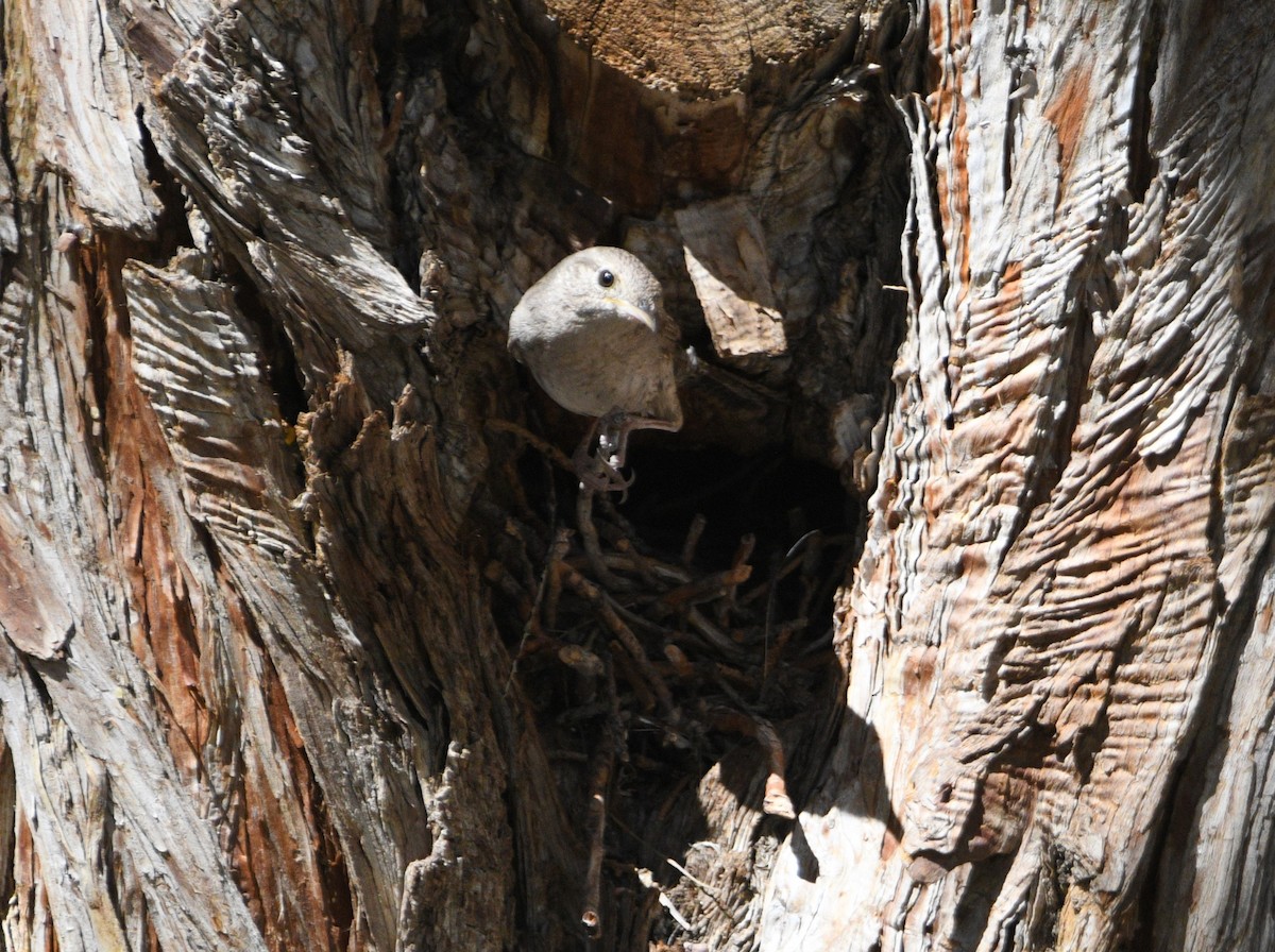 House Wren - ML620515926