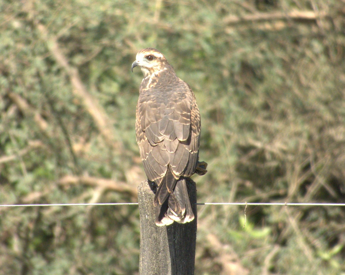 Snail Kite - Edgardo Oscar Pic