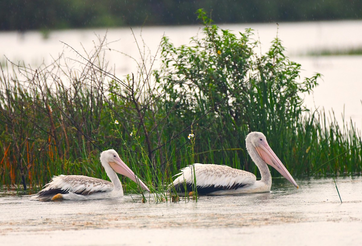 American White Pelican - ML620515929