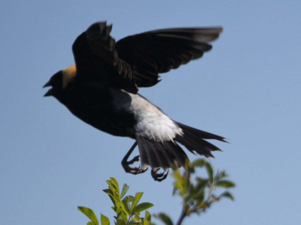 bobolink americký - ML620515950