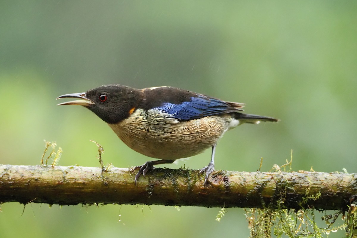 Golden-collared Honeycreeper - ML620515958