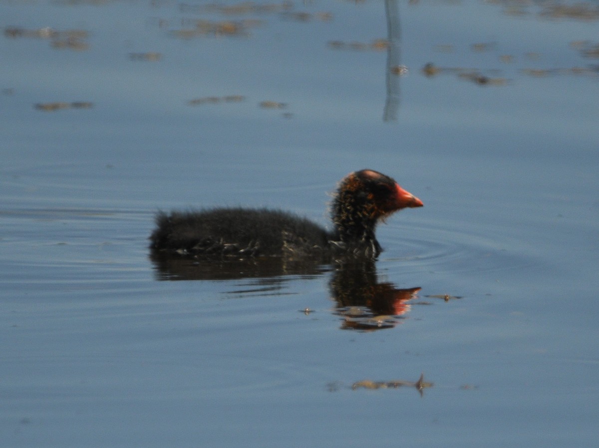 American Coot - ML620515960