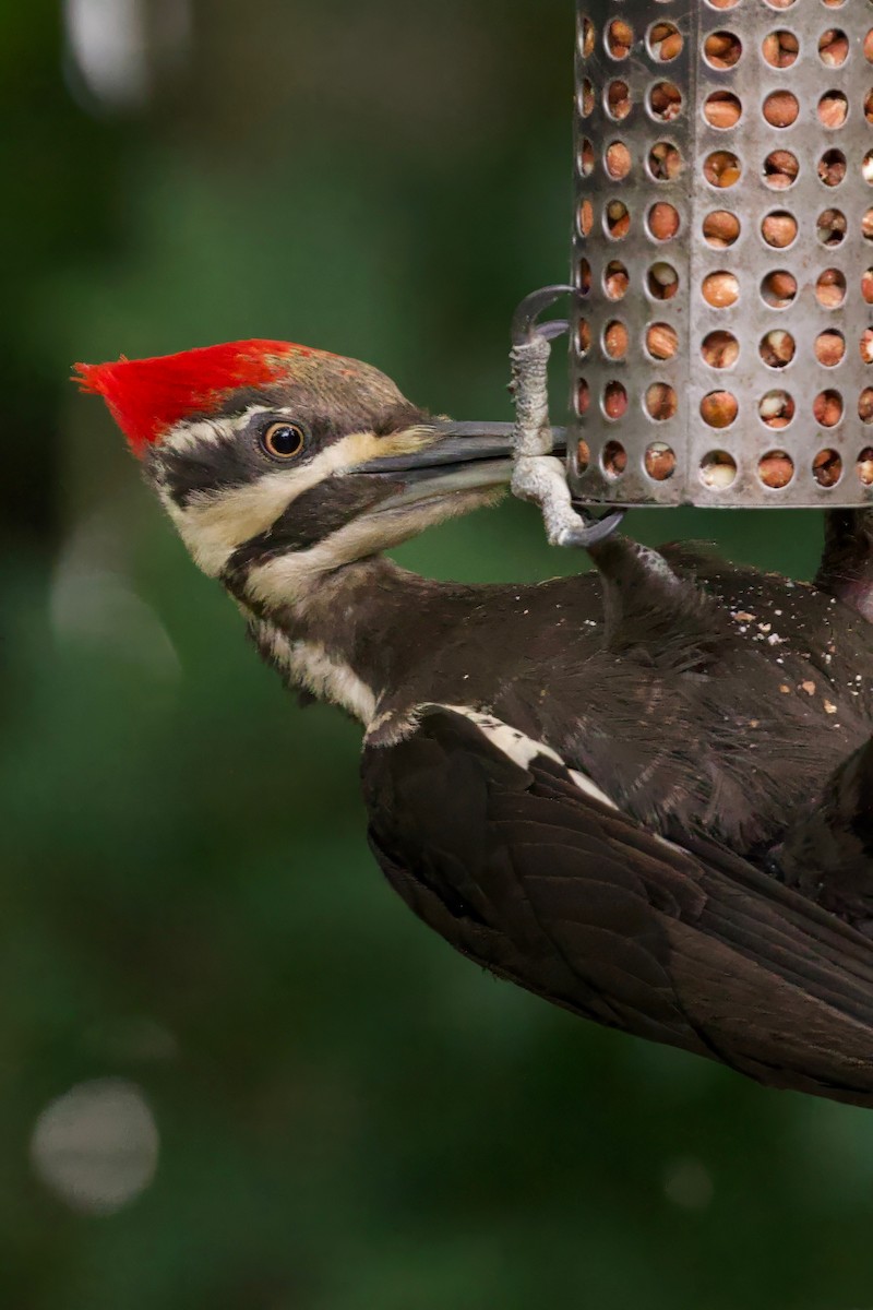 Pileated Woodpecker - ML620515963
