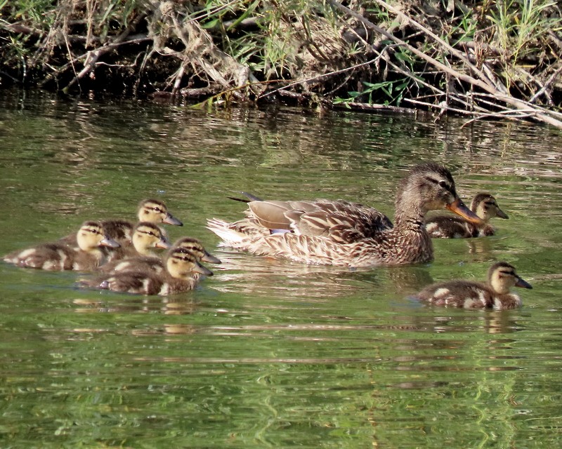 Canard colvert - ML620515964