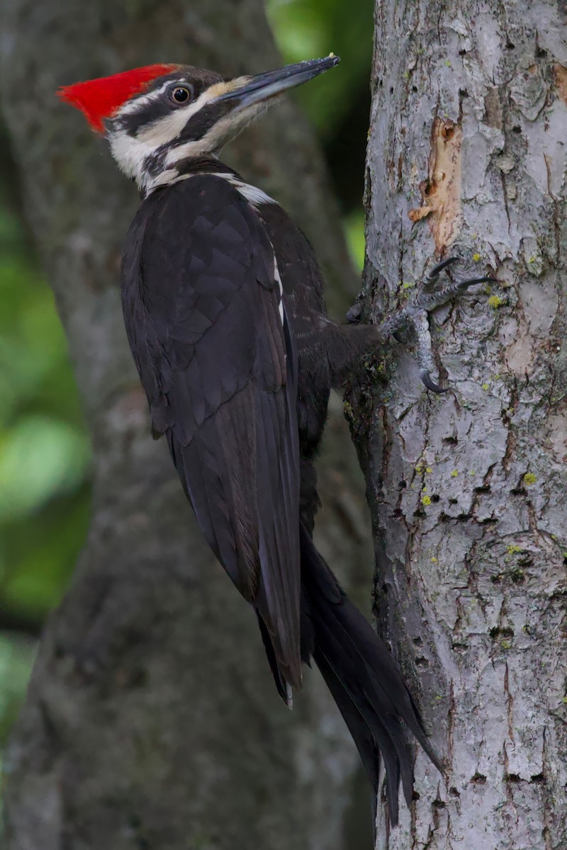 Pileated Woodpecker - ML620515965