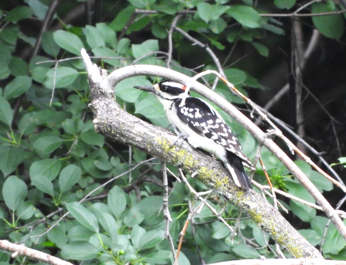 Hairy Woodpecker - ML620515968