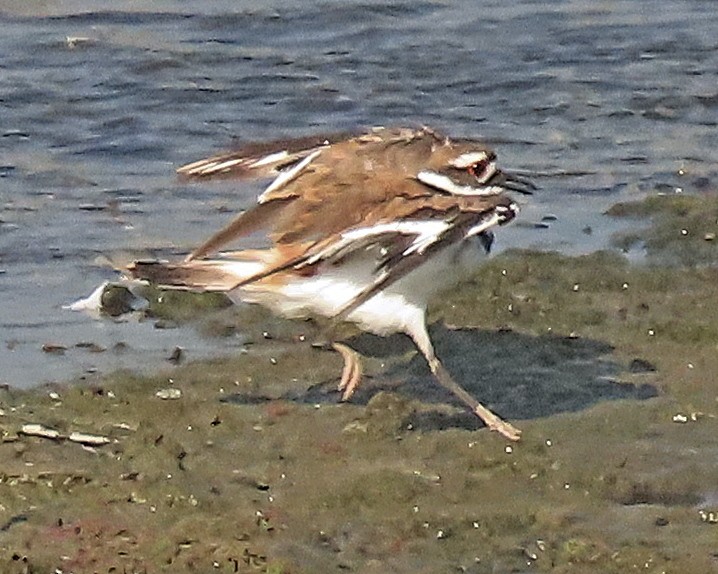 Killdeer - ML620515969