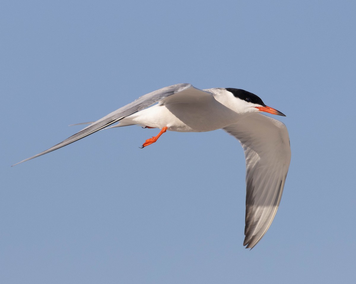 Common Tern - ML620515971