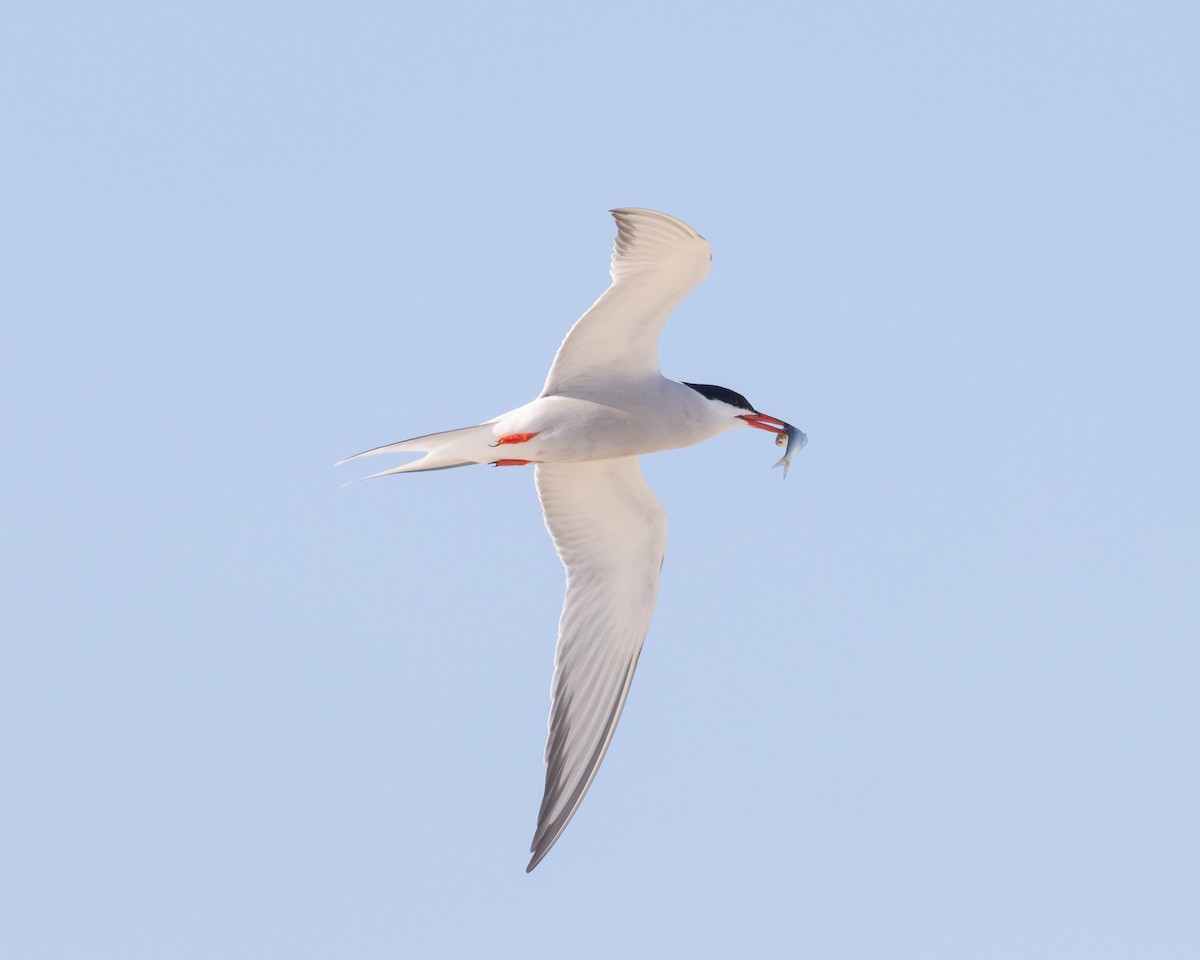 Common Tern - Austin Johnson