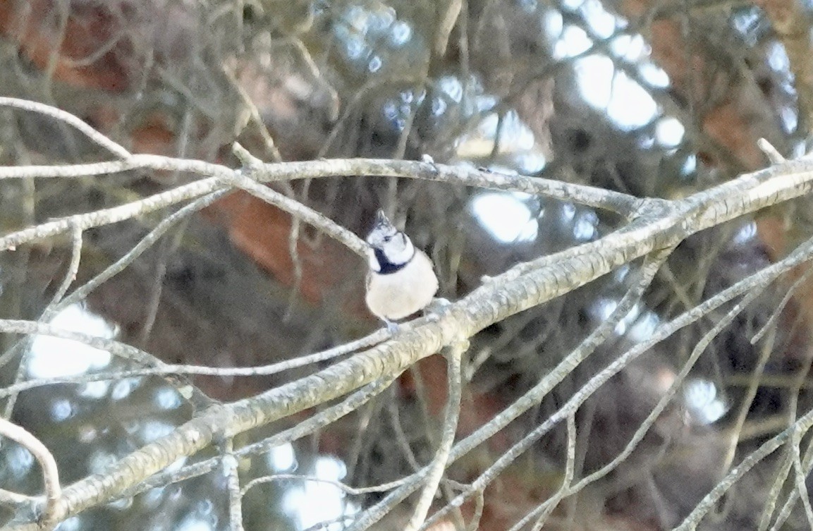 Crested Tit - Dave Ebbitt