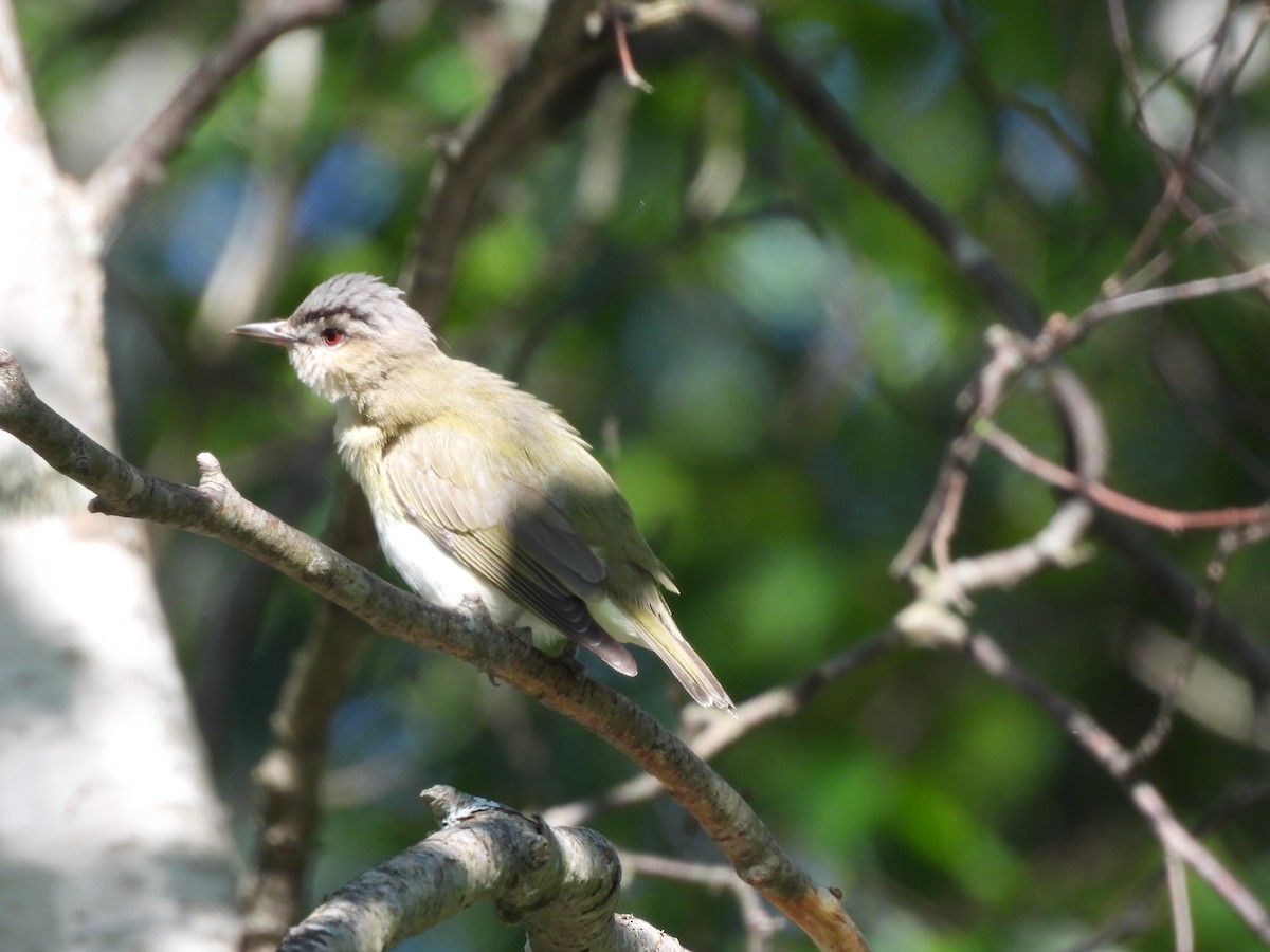 rødøyevireo - ML620515980