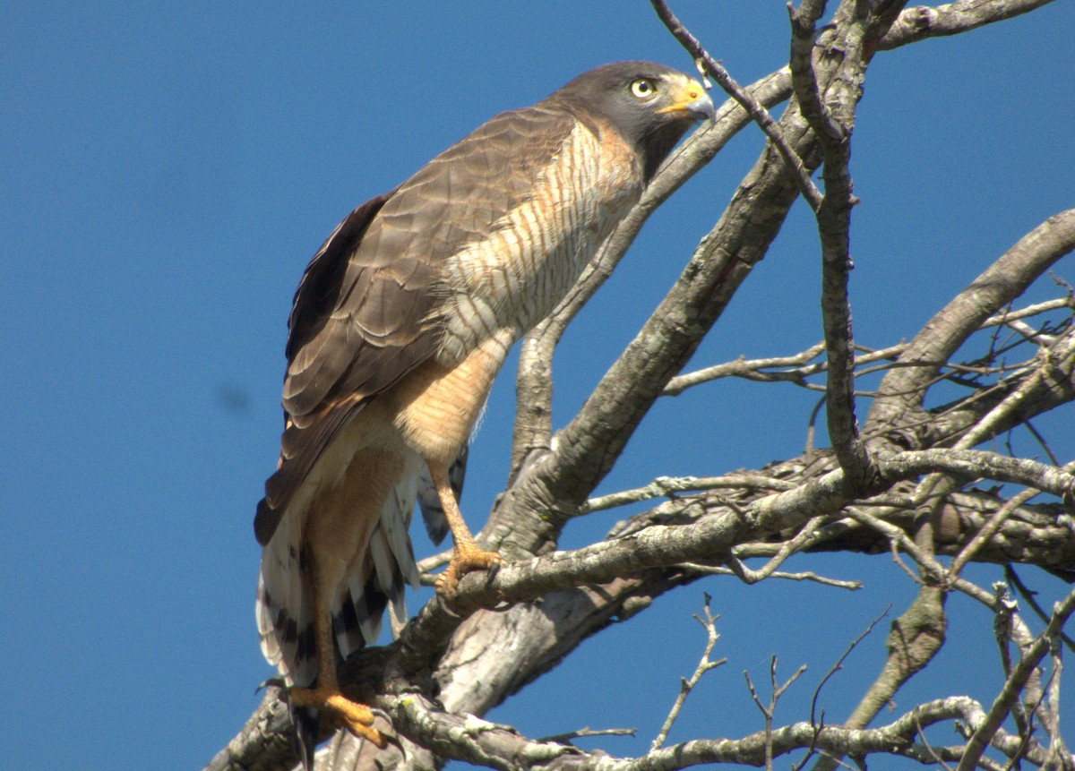 Roadside Hawk - ML620515981