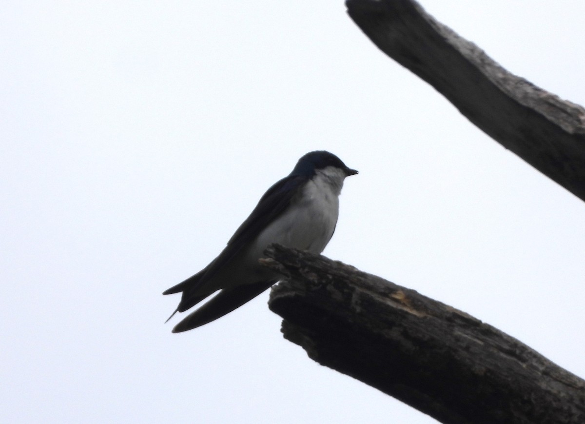 Golondrina Bicolor - ML620515982