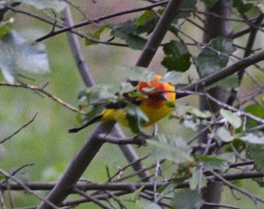 Western Tanager - ML620515984