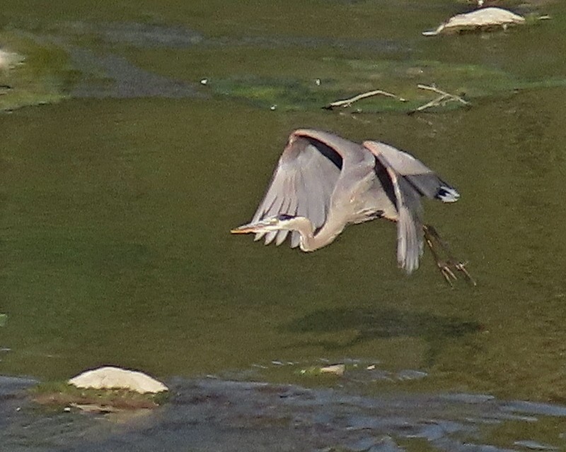 Great Blue Heron - ML620515985