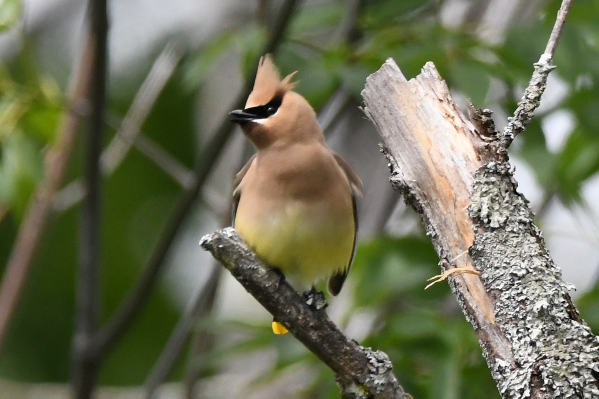 Cedar Waxwing - ML620515988