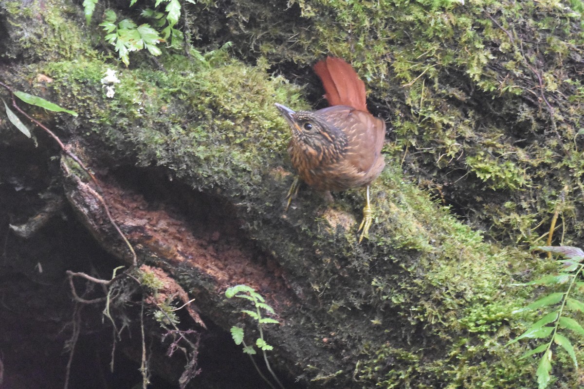 Streak-headed Woodcreeper - ML620515989