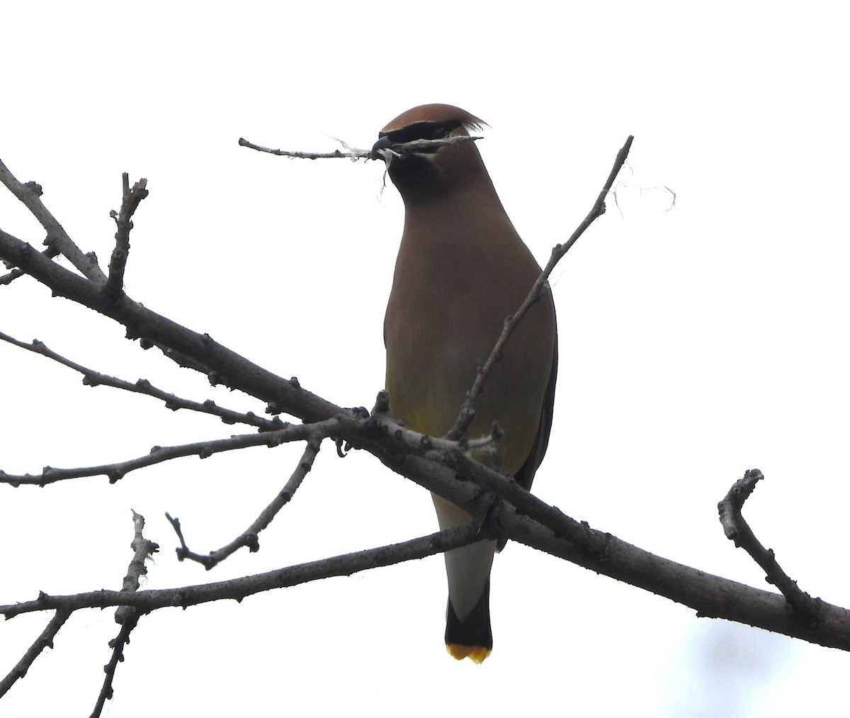 Cedar Waxwing - ML620515991