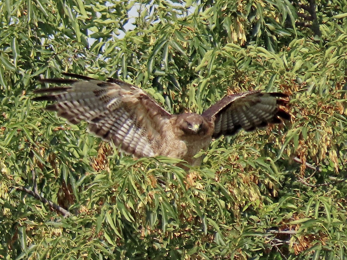 Rotschwanzbussard - ML620515994