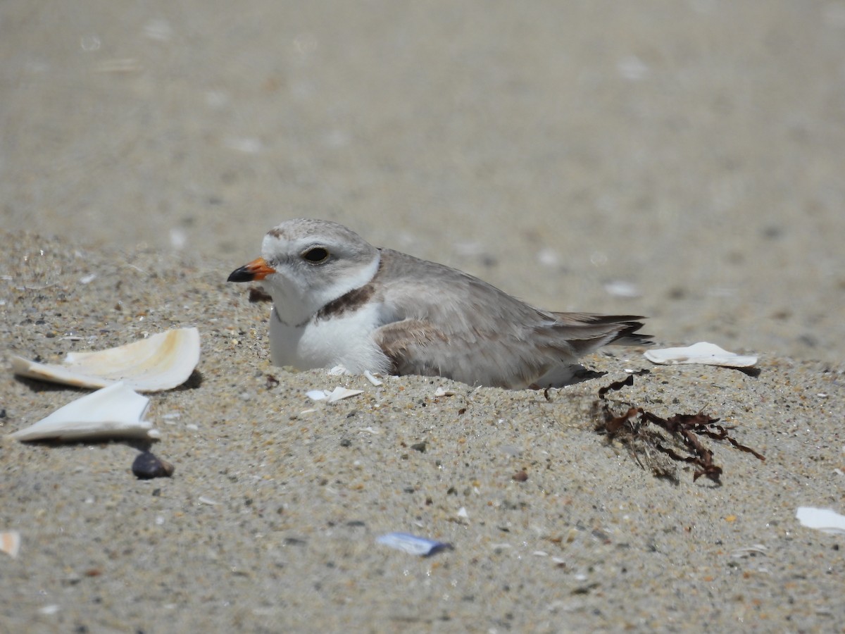 Piping Plover - ML620515996