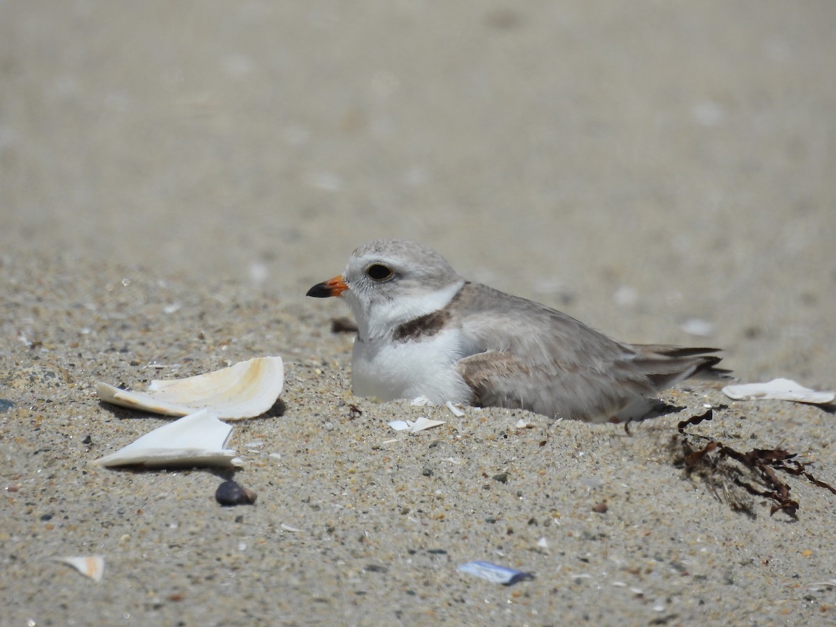 Piping Plover - ML620515997