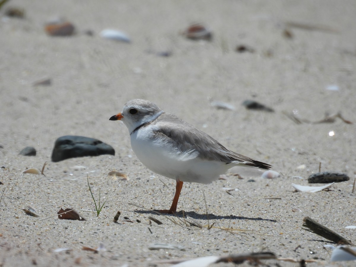 Piping Plover - ML620515998